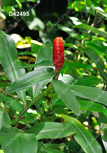 Spiral Ginger (Costus scaber)